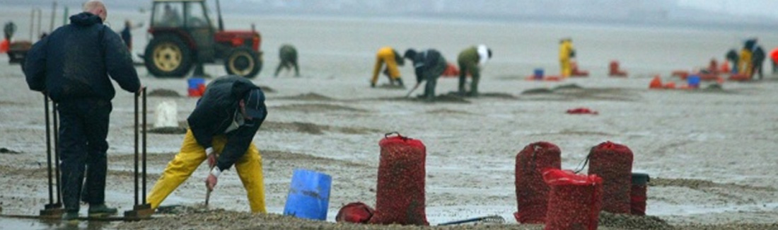 shellfish gatherers working on beach