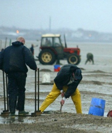Two workers on a beach shellfish gathering