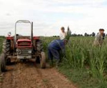tractor and workers in field