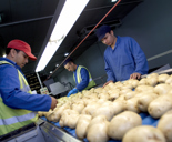 male workers with potatoes on conveyor belt in factory