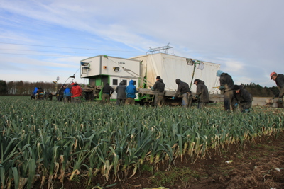 A group of workers picking vegetables in a field