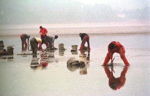 Cockle pickers on Morecambe Bay