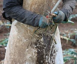 Worker in muddy pinafore cutting leeks in a field