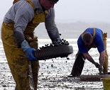 two cockle pickers working beach