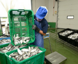 Fish Processing worker overalls 155x128px