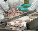 Chicken processing gloved hands conveyor belt 155x128px