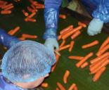 Workers wearing blue PPE sorting carrots on an indoor conveyor belt