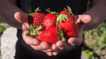 Hand holding strawberries