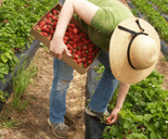 Female in straw hat picking strawberries