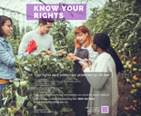 Group of workers picking tomatoes - Know your rights 155x128