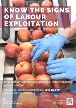 gloved hands packing apples