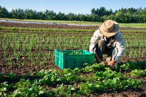 a man picking vegetables in a field