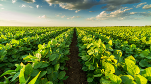 rows of plants on a farm